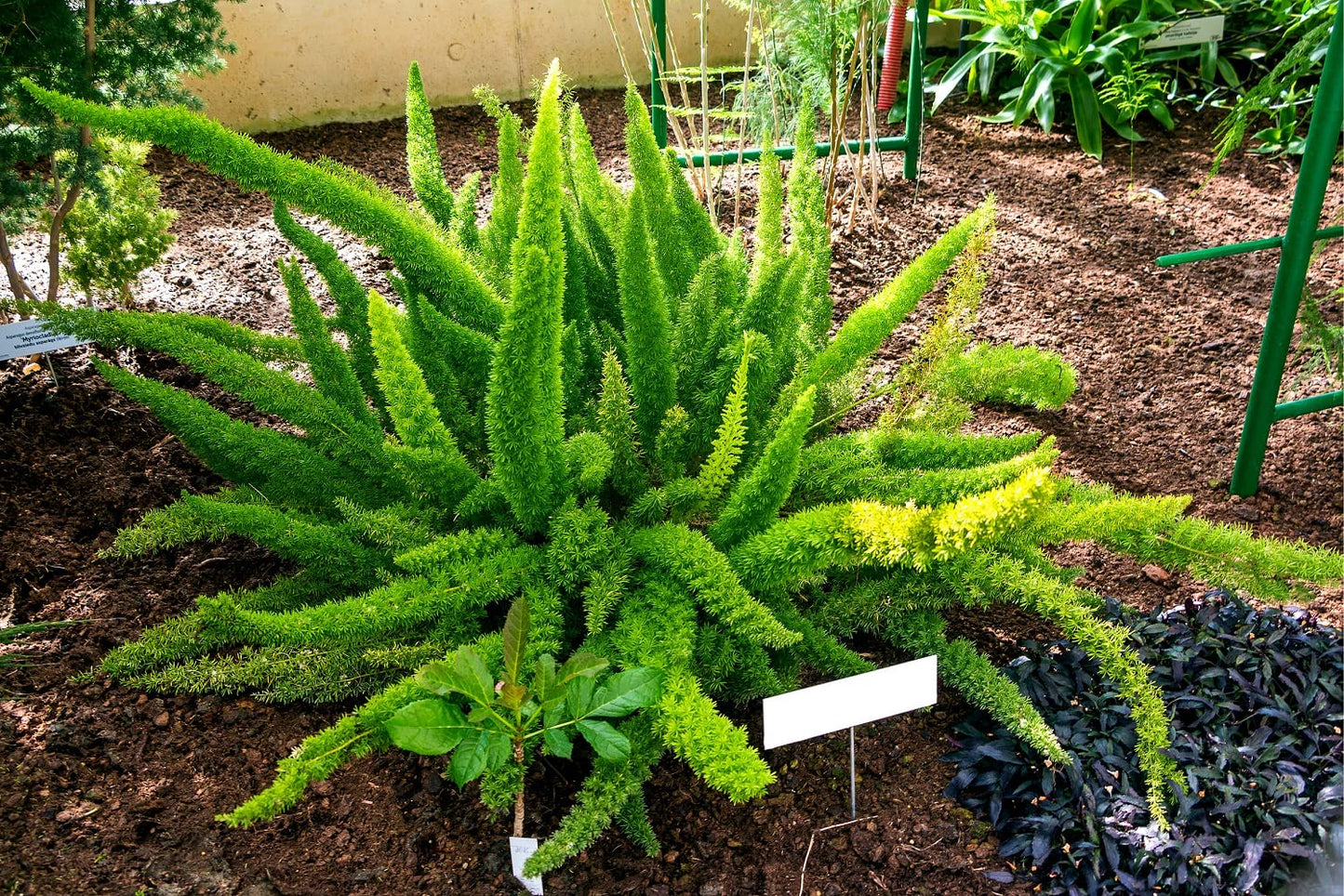 Asparagus Asparagus Densiflorus Meyeri – Foxtail Fern Garden Seeds