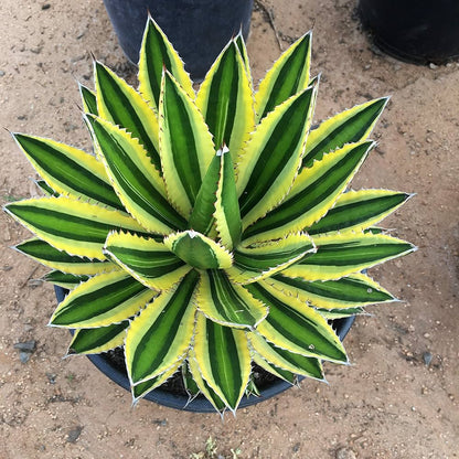 Agave Lopantha Thorncrest Century Plant Large Size Choice - Flower