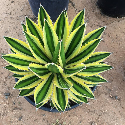 Agave Lopantha Thorncrest Century Plant Large Size Choice - Flower