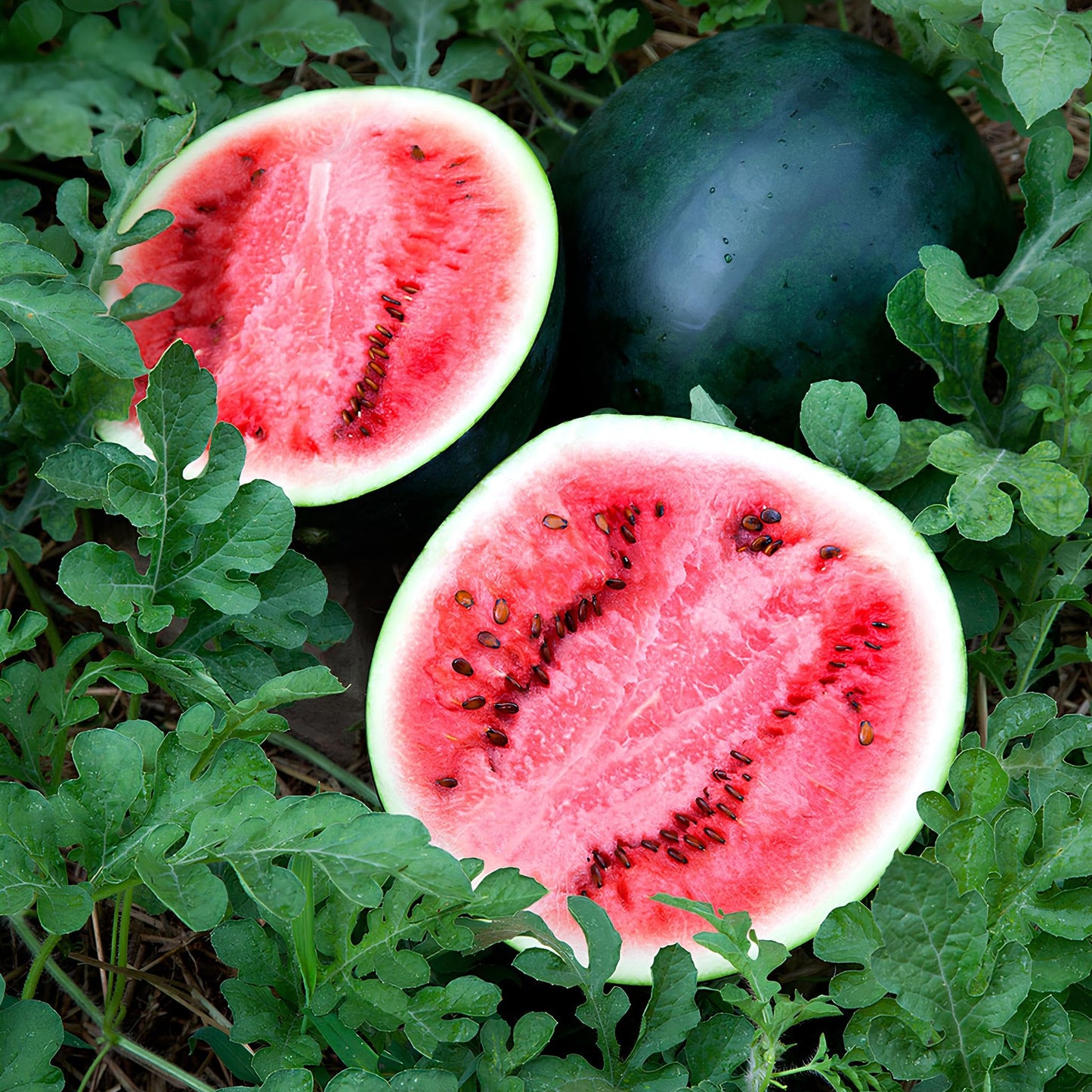 Densuke Watermelon Seeds for Planting – Black-Rind Japanese Variety, Heirloom, Non-GMO