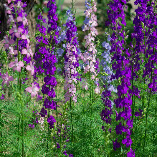 Imperial Mixed Rocket Larkspur – Colorful Wildflower Garden Seeds
