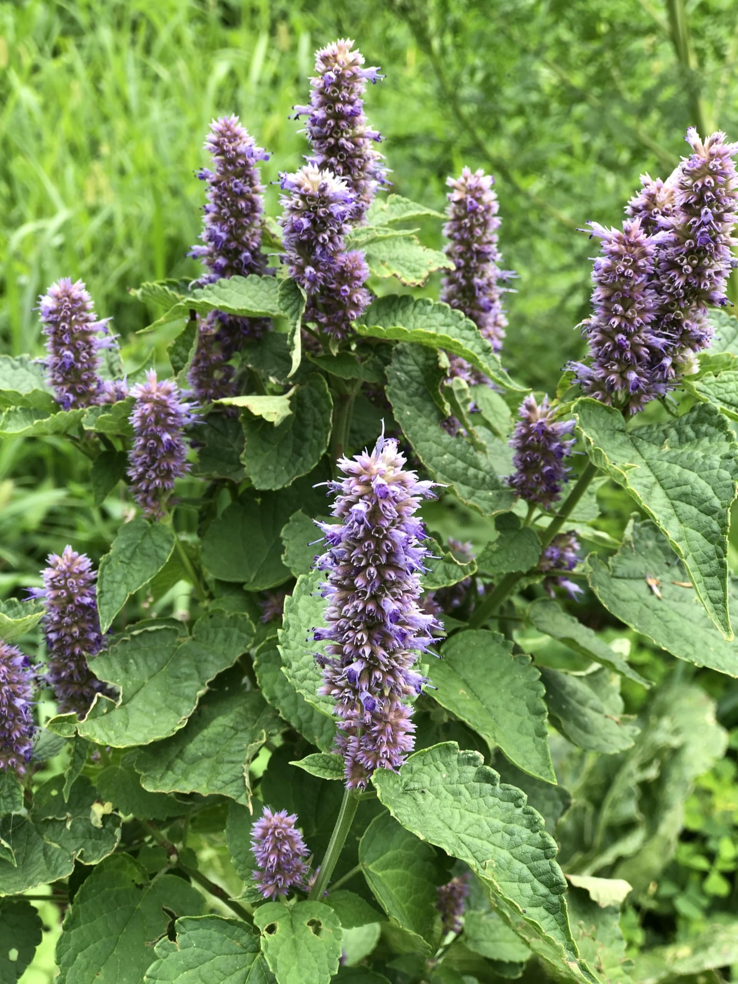 Hyssop Lavender Licorice Mint Agastache Foeniculum – Fragrant Herb Garden Seeds