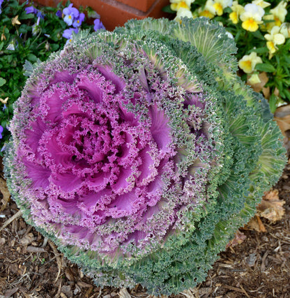 Ornamental Kale Brassica Oleracea – Vegetable Garden Seeds