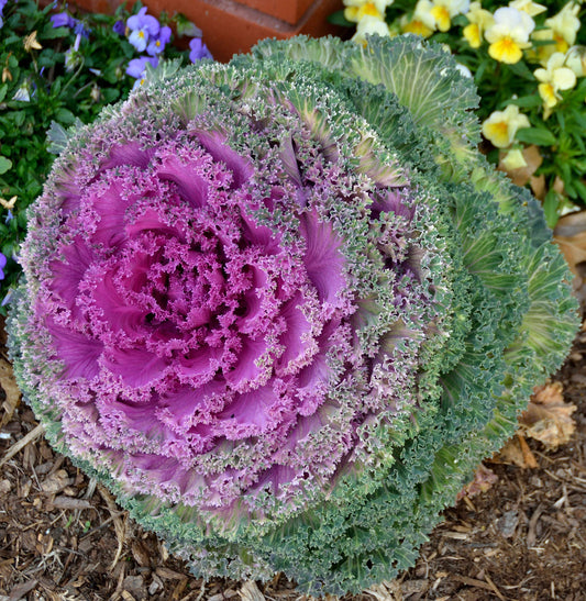 Ornamental Kale Brassica Oleracea – Vegetable Garden Seeds