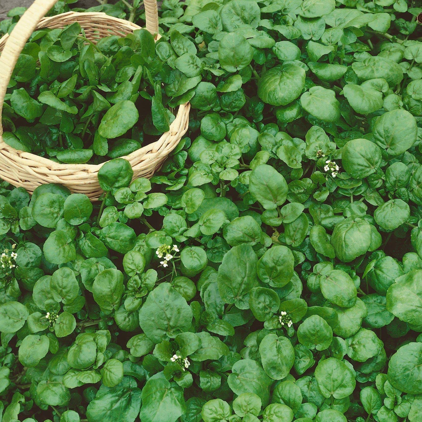 Cress Watercress Seeds – Garden Flower Seeds