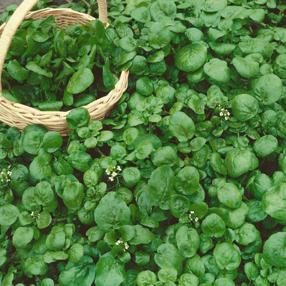Cress Watercress Seeds – Garden Flower Seeds