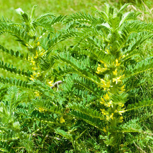 Milk Vetch Astragalus Membranaceus – Perennial Herb Seeds