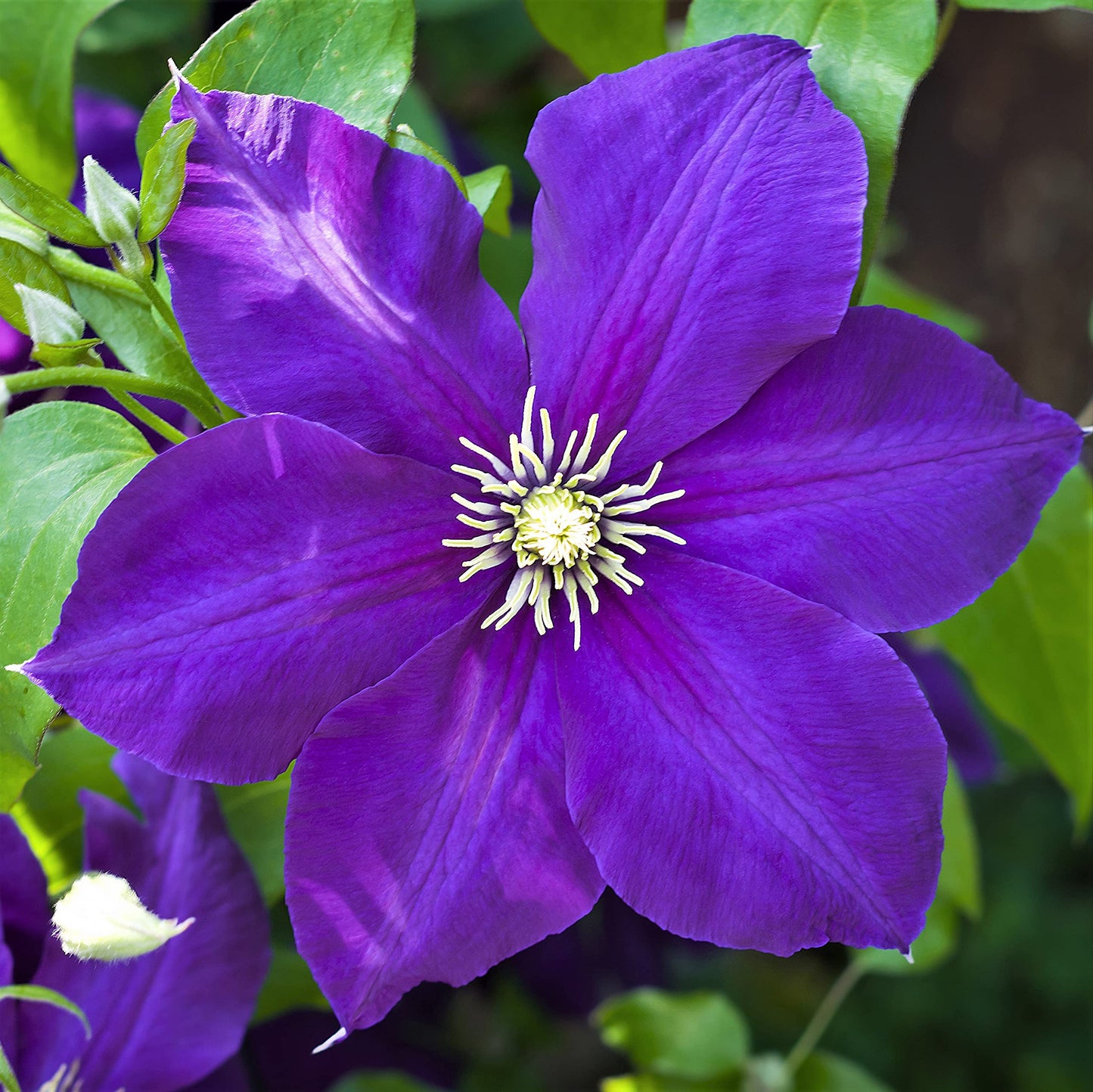Clematis ‘Jackmanii’ Flower Seeds – Hardy Climbing Vine, Non-GMO, Long-Season Blooms