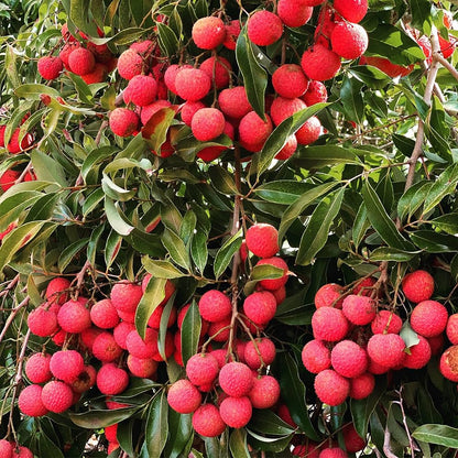 Lychee Subtropical Seasonal Fruit - Garden Fruit Seeds