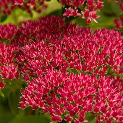 Sedum Summer Glory Sedum Spurium – Hardy Garden Flower Seeds