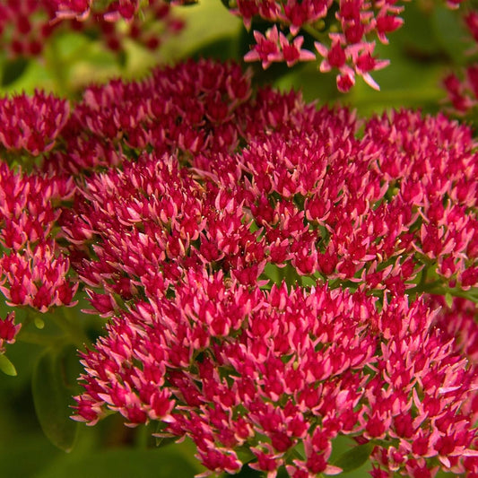 Sedum Summer Glory Sedum Spurium – Hardy Garden Flower Seeds