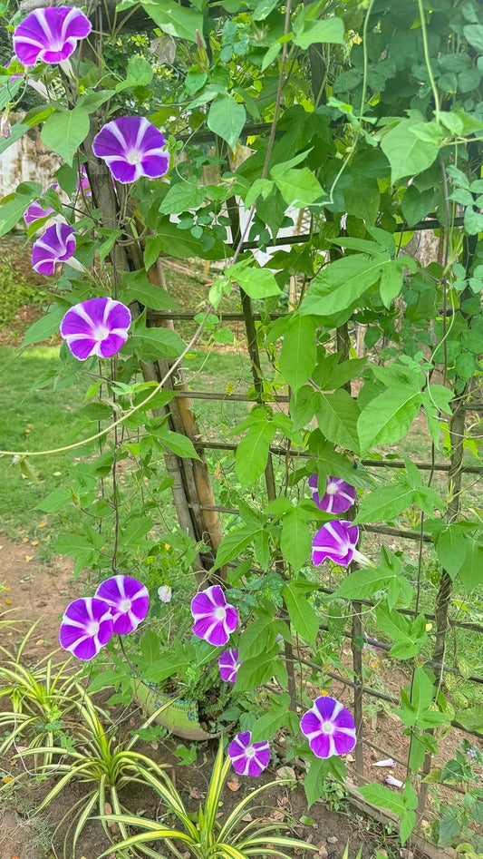 Purple Blizzard Fuji – Garden Flower Seeds
