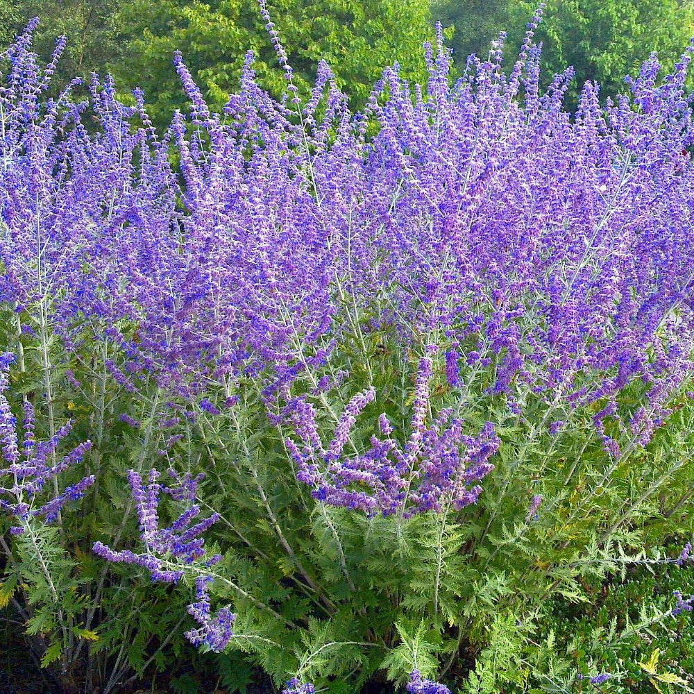 Russian Sage Seeds Perovskia Atriplicifolia Drought-Tolerant Perennial Fragrant Lavender-Blue Flowers