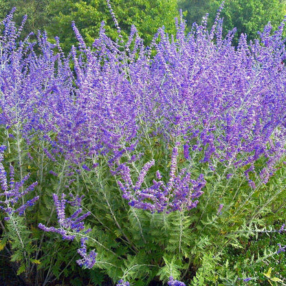 Russian Sage Seeds Perovskia Atriplicifolia Drought-Tolerant Perennial Fragrant Lavender-Blue Flowers