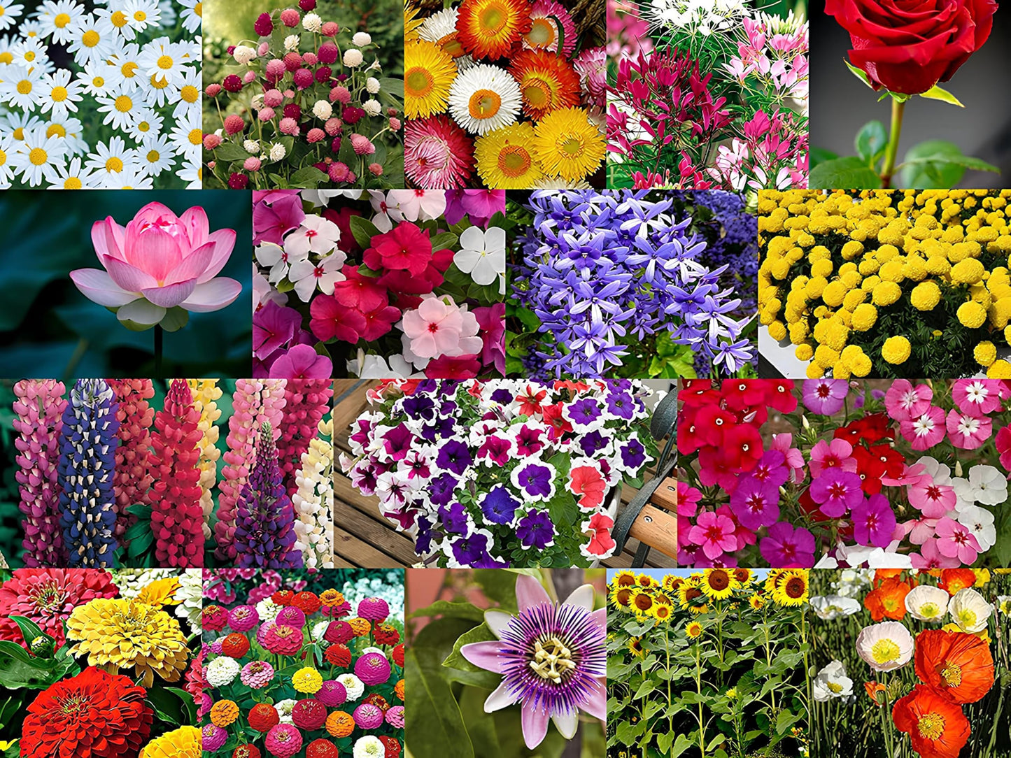 Valley Green Flower Seed Pack – Mixed Garden Flower Seeds