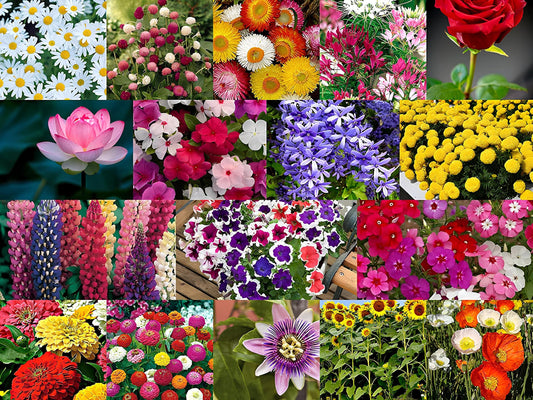 Valley Green Flower Seed Pack – Mixed Garden Flower Seeds