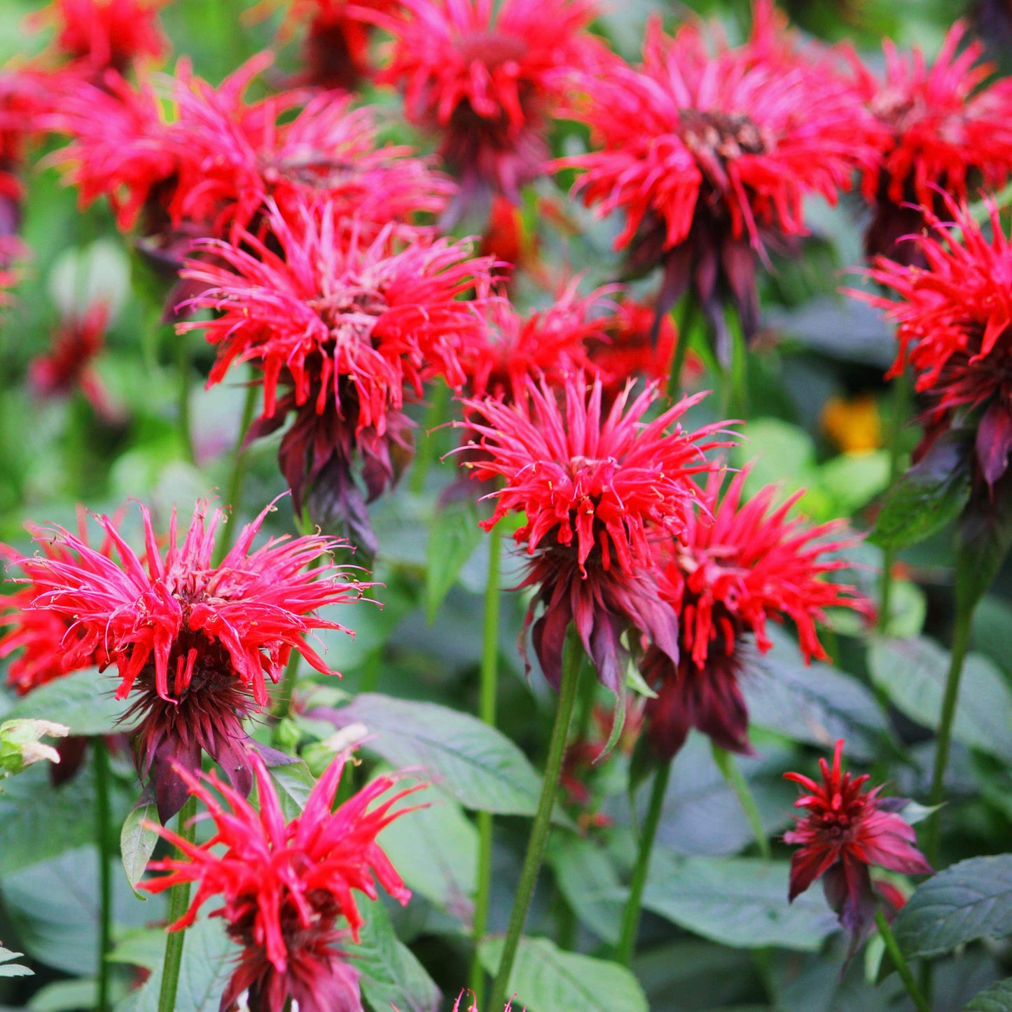 Bee Balm Panorama Mix Monarda Didyma – Colorful Garden Flower Seeds