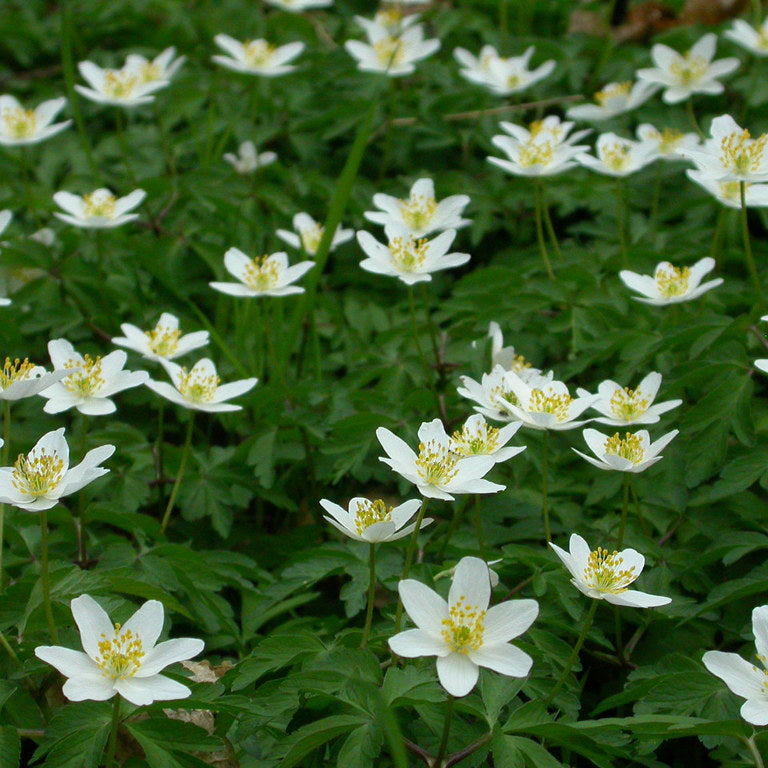 Wild Woodland Flower Seeds for Planting – Heirloom, Non-GMO, Shade-Tolerant Forest Blend