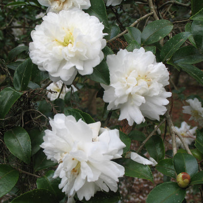 Camellia sinensis ‘Flore Pleno’ – Double White Flowering Plant