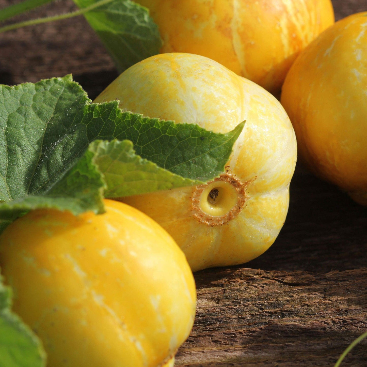 Cucumber Lemon Round Heirloom Seeds – Unique Yellow Oval Fruits for Home Gardening