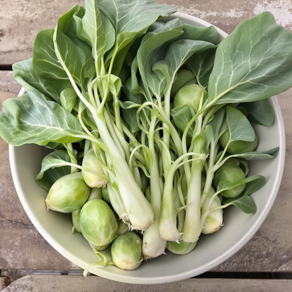 Brussels Sprouts Long – Garden Vegetable Seeds