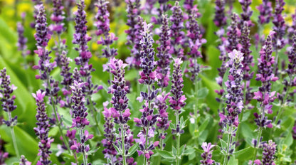 Red Lavender Perennial – Perennial Herb Seeds