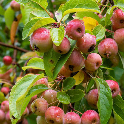 Red Jade Crab Apple Malus Scheideckeri – Hardy Fruit Tree Seeds