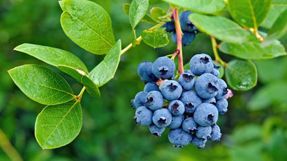 Blueberry Pie Japanese – Garden Fruit Seeds