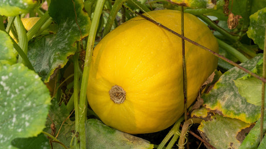 Spaghetti Squash – Climbing Vegetable Seeds