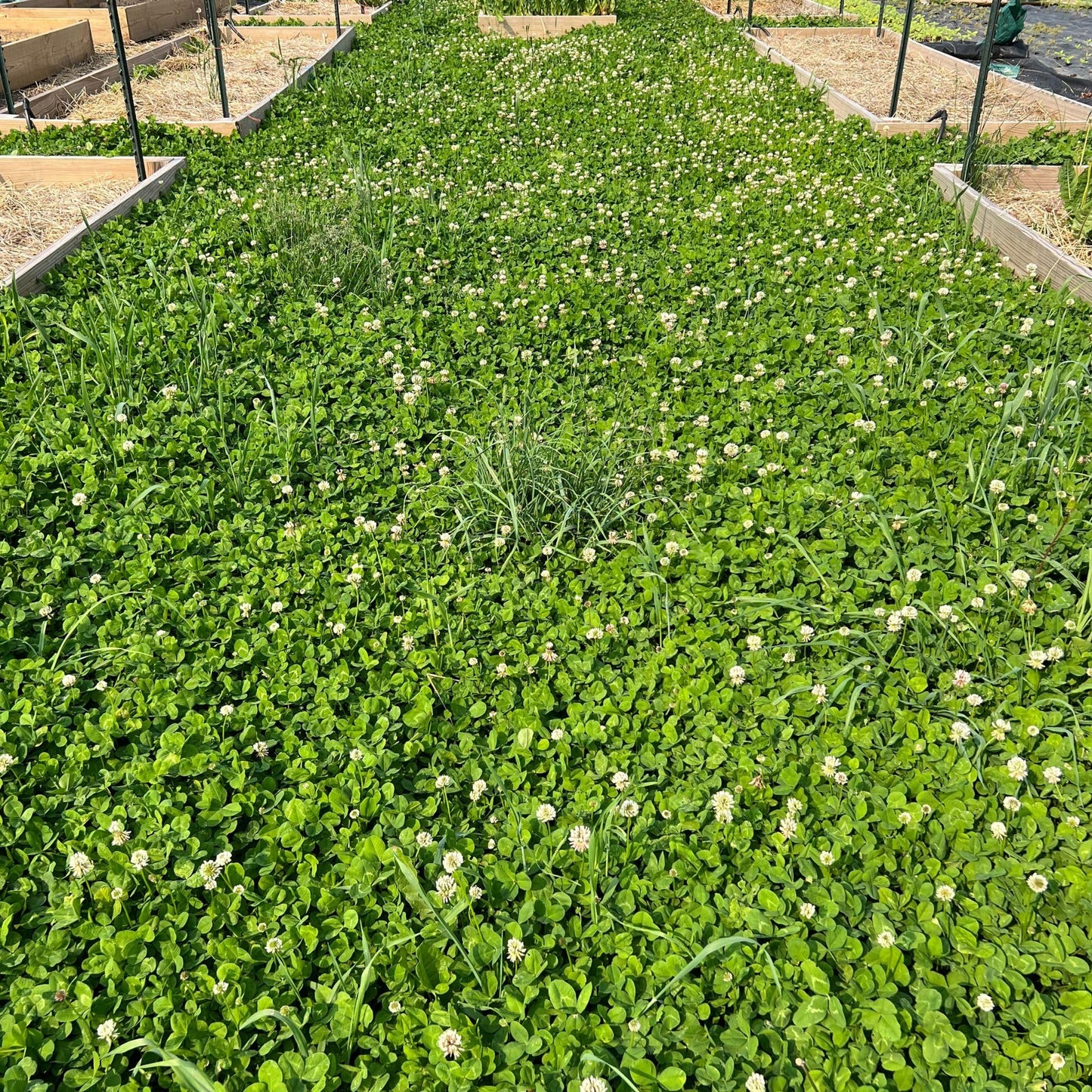 Mini Clover (Microclover) Seeds for Planting – Heirloom, Non-GMO, Low-Mow Groundcover, Perennial, Easy to Grow