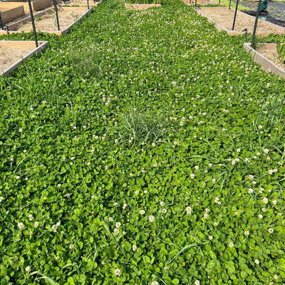 Mini Clover (Microclover) Seeds for Planting – Heirloom, Non-GMO, Low-Mow Groundcover, Perennial, Easy to Grow