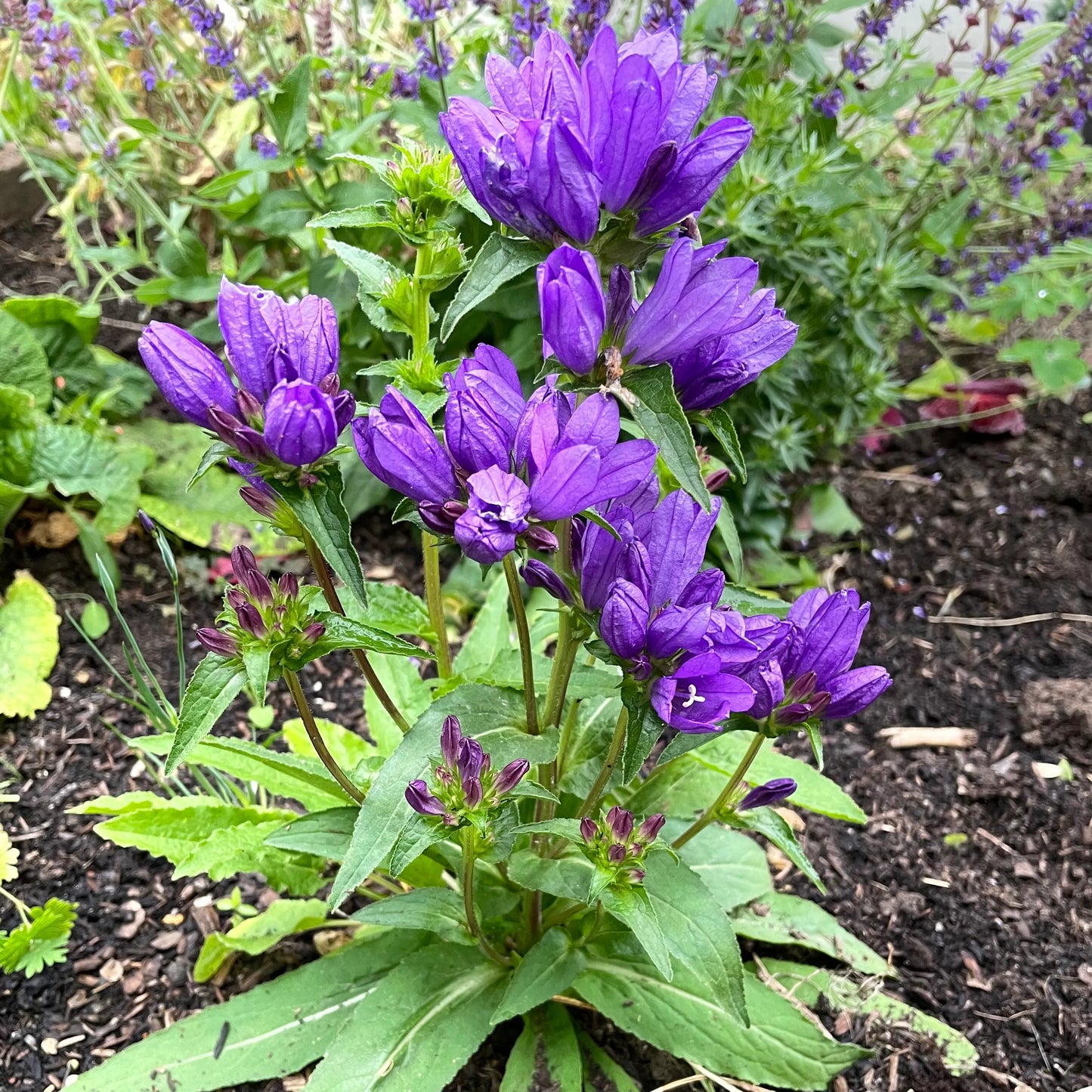 Bellflower Clustered Campanula Glomerata Acaulis – Hardy Garden Flower Seeds