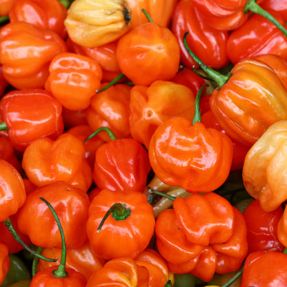 Aji Dulce Pepper Seeds Sweet Caribbean Chili - Mild, Flavorful Heirloom Pepper