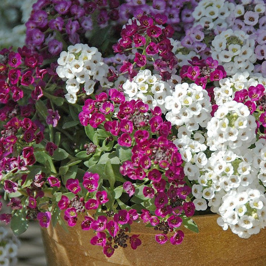 Clear Crystal Alyssum – Mixed, Perennial Flower Seeds