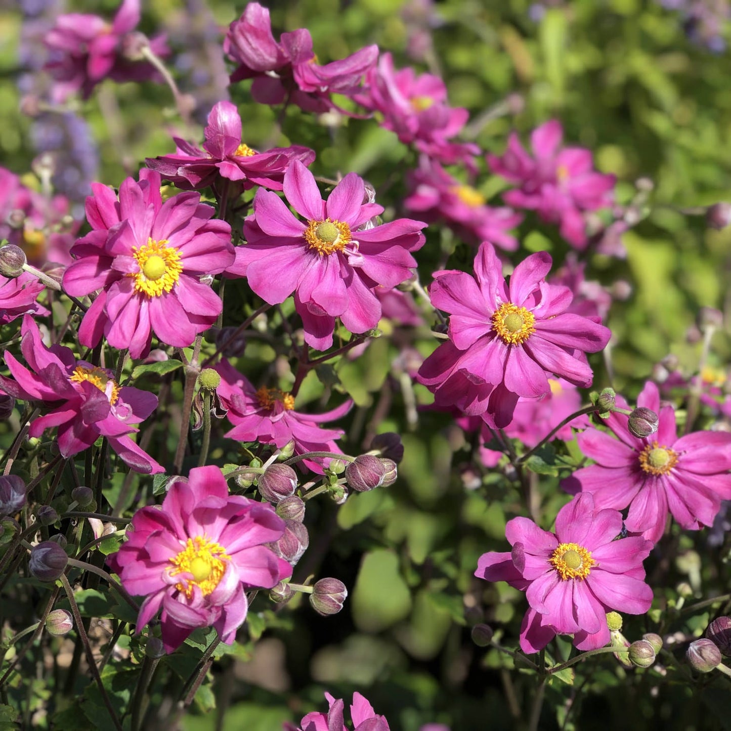 Echinacea Purpurea – Purple Coneflower Perennial Flower Seeds