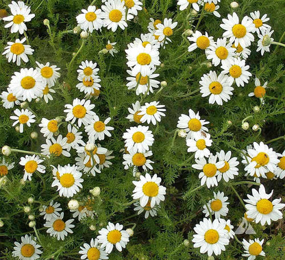 Chamomile Roman Chamaemelum Nobile – Herbal Garden Seeds