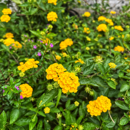 New Gold Lantana Seeds Bright Golden Blooms Drought-Tolerant Perennial for Garden