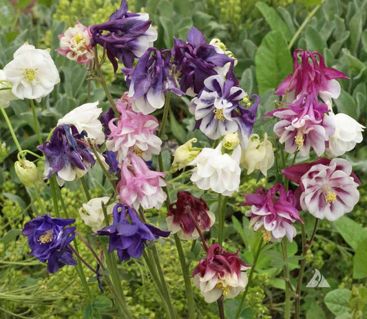 Columbine Aquilegia Vulgaris – Dwarf Mixed Color Flower Seeds