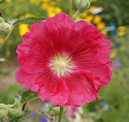 Hollyhock Alcea Rosea – Single Color Mix Pollinator Flower Seeds