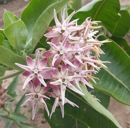 Showy Milkweed – Pollinator Friendly Wildflower Garden Seeds