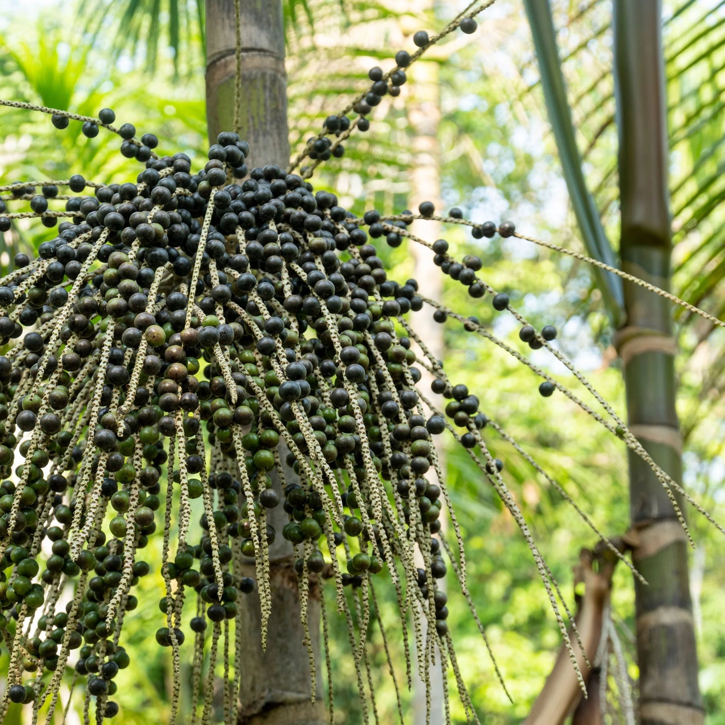 Wild Harvest Acai Seed Selection – Natural Acai Berry Seeds for Planting