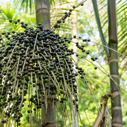 Wild Harvest Acai Seed Selection – Natural Acai Berry Seeds for Planting