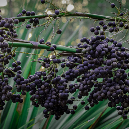 Acai Berry Palm Seeds – Exotic Planting Seeds