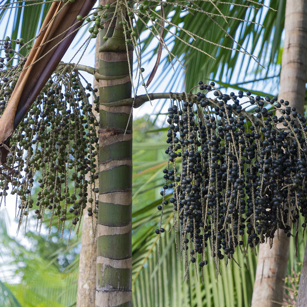 Acai Berry Palm Seeds – Exotic Planting Seeds