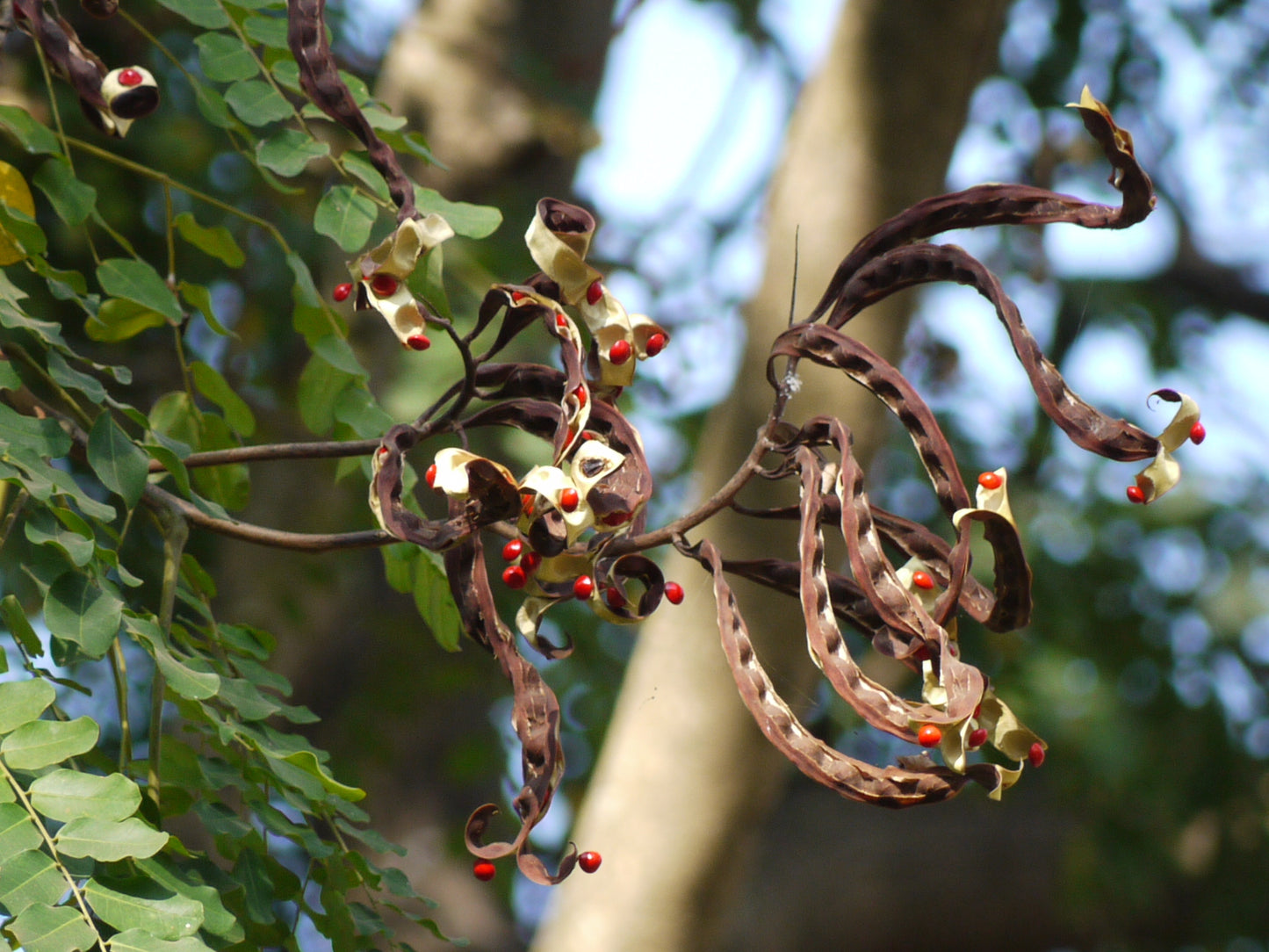 Adenanthera Pavonina – Red Bead Coral Tree Seeds