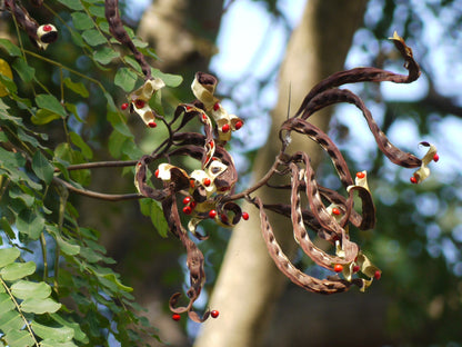 Adenanthera Pavonina – Red Bead Coral Tree Seeds