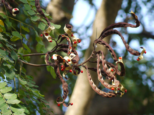 Adenanthera Pavonina – Red Bead Coral Tree Seeds