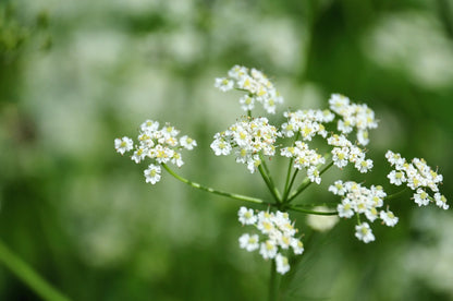 Caraway Herb Heirloom – Garden Herb Seeds