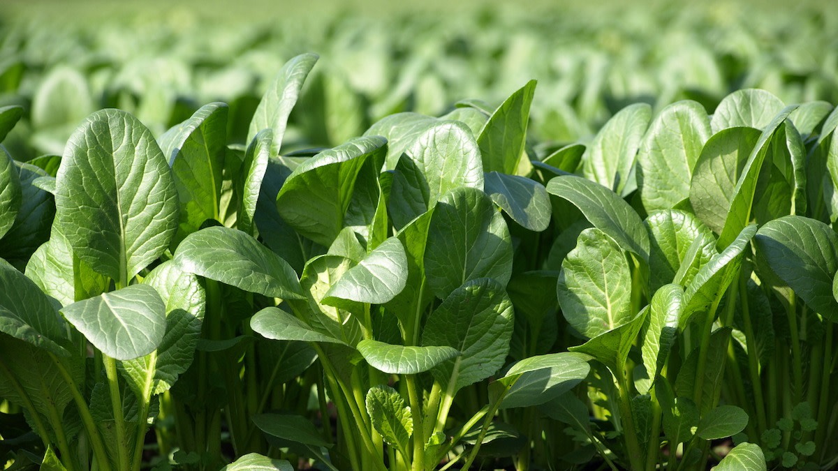 Komatsuna Japanese Green – Garden Flower Seeds