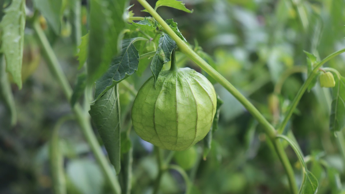 Toma Verde Tomatillo – Garden Vegetable Seeds